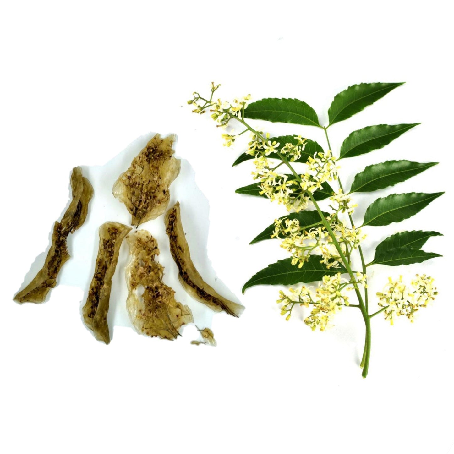Gandhigram - Neem Flower Vathal (வேப்பம் பூ வத்தல்) - 100 Gm